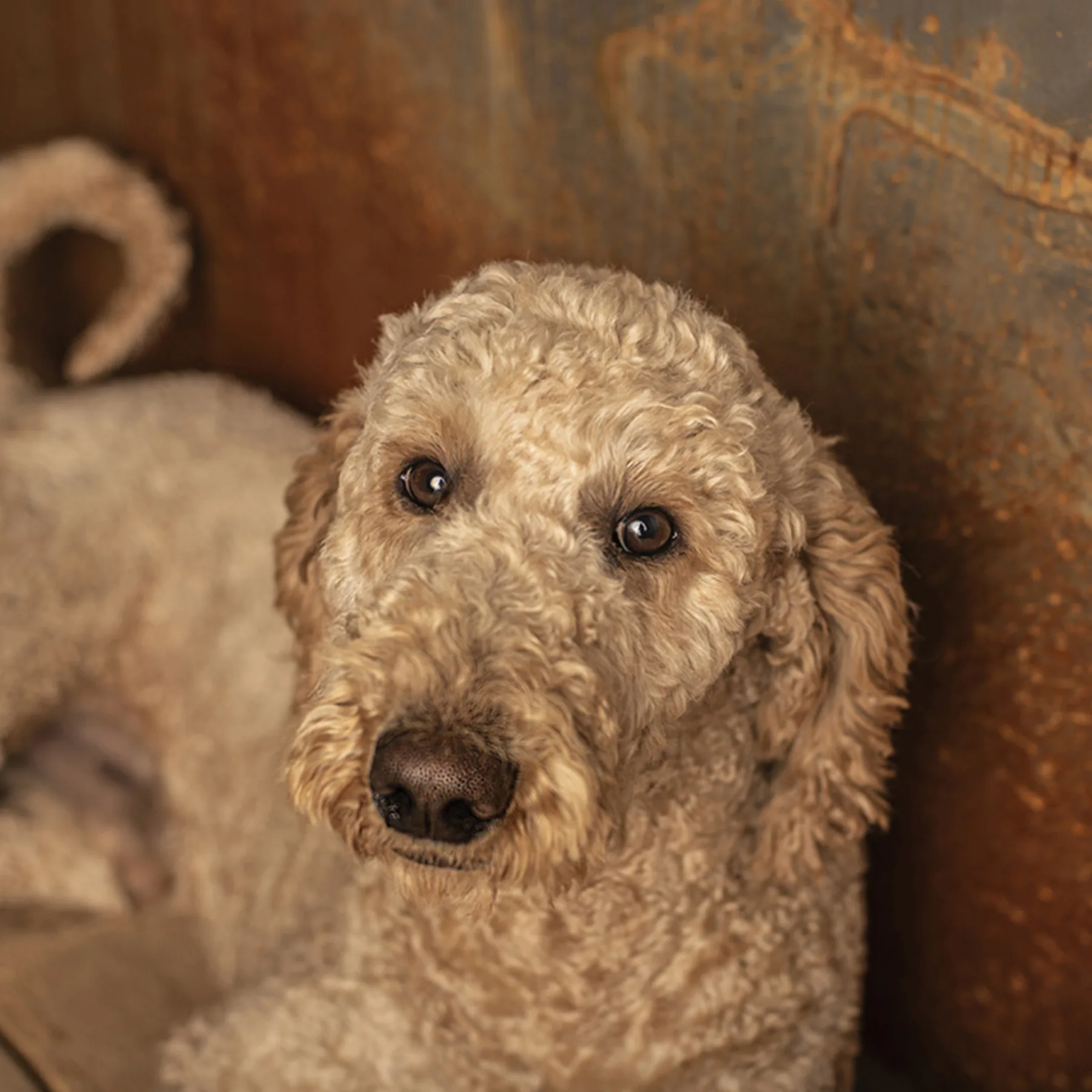 Jones, Dorenlee Darling Doodles poodle