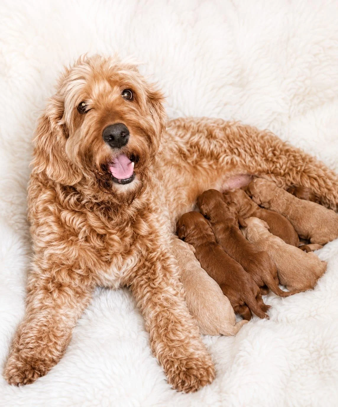 Step 5: Your Litter Arrives