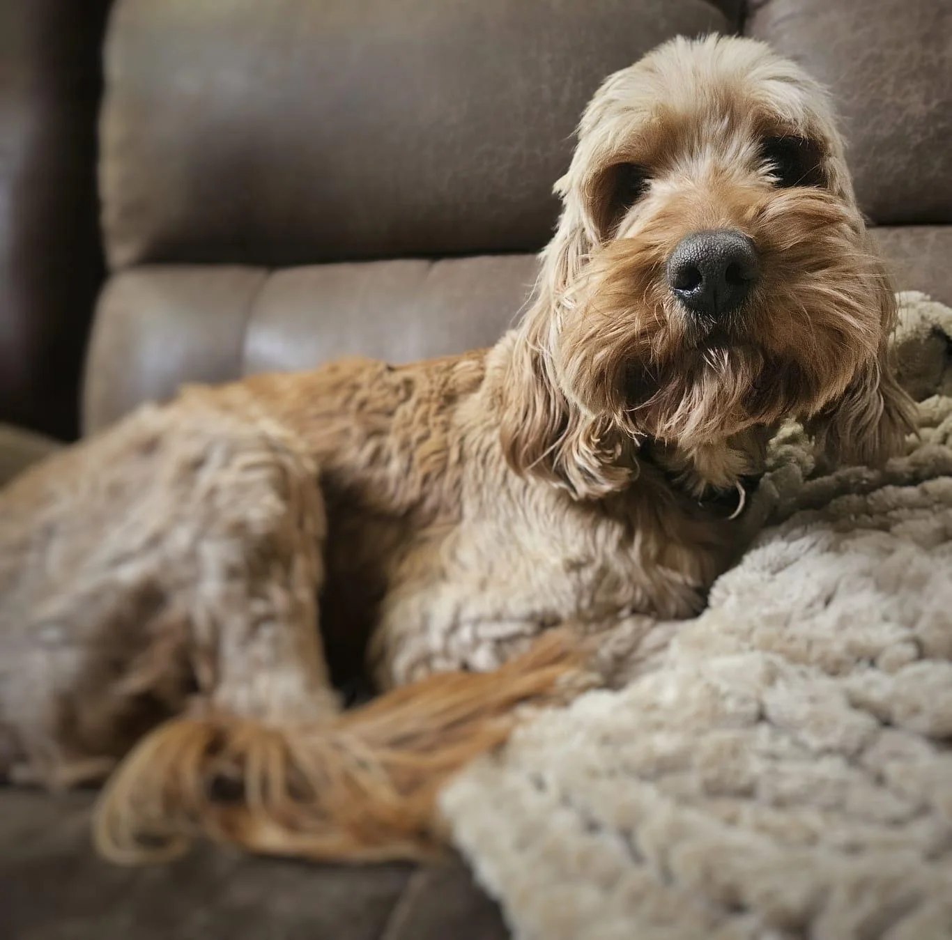 Scarlette, Dorenlee Darling Doodles dog
