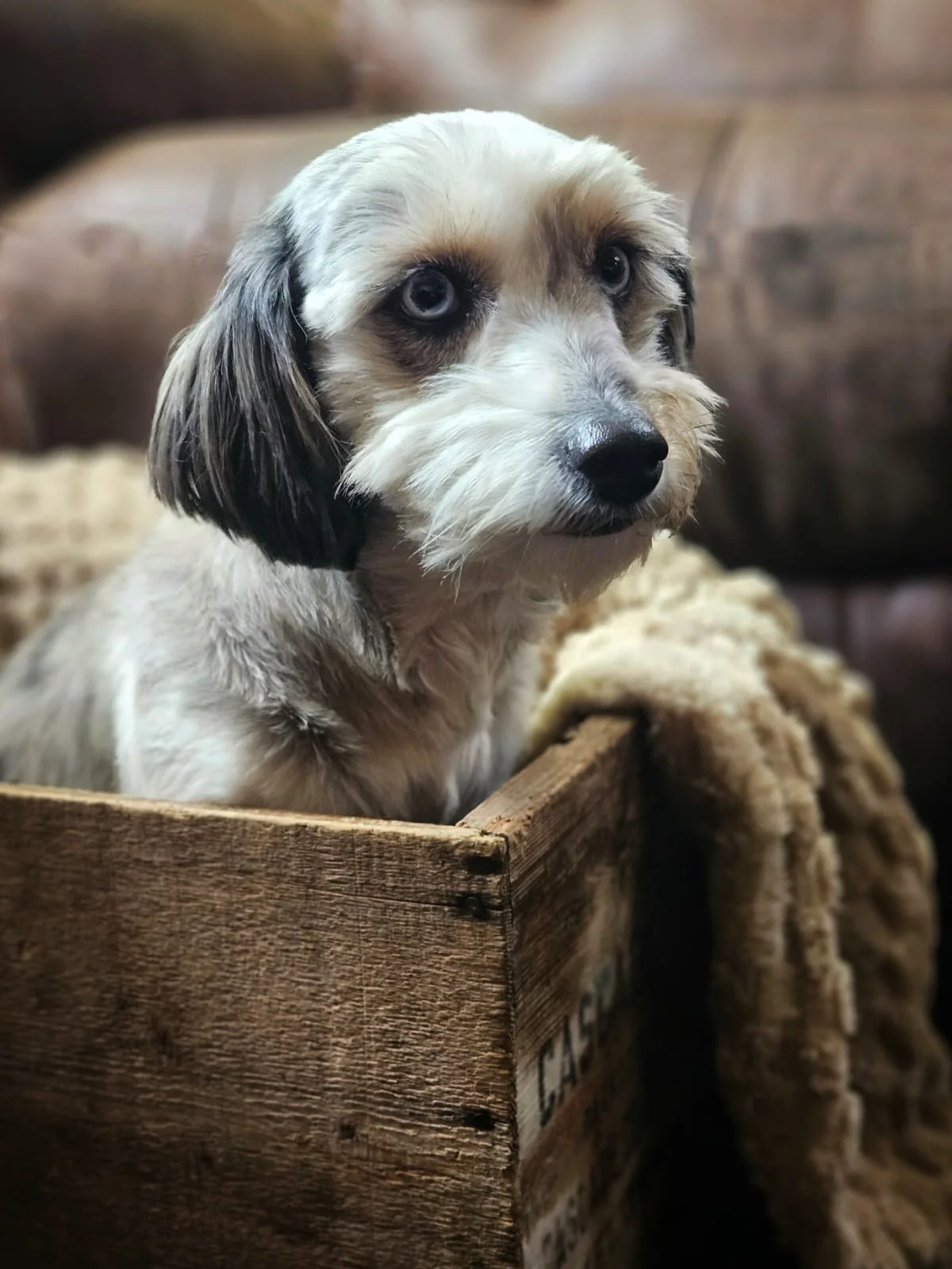 Suzanna, Aussiedoodle