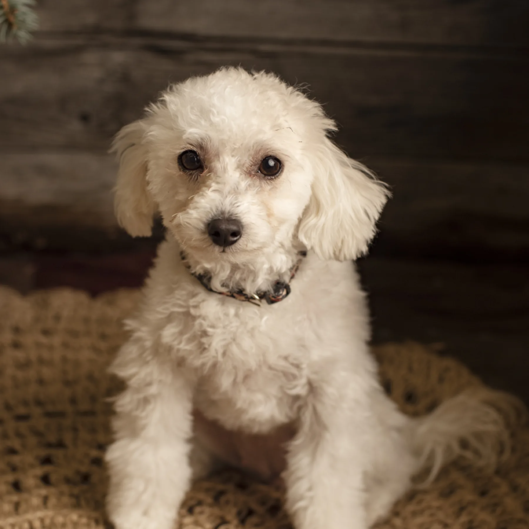 Tennessee, Dorenlee Darling Doodles toy poodle