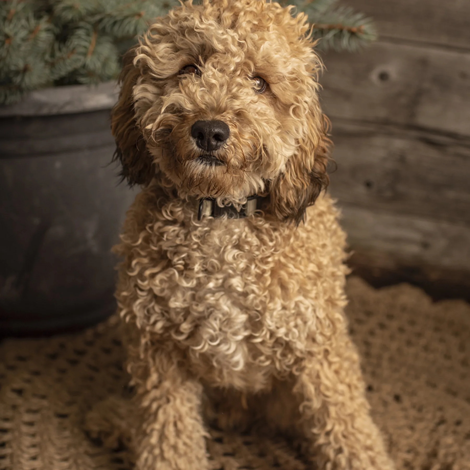 Tex, Dorenlee Darling Doodles poodle